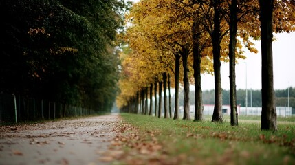 Aufkleber - Autumn colors decorate a serene pathway lined with trees, golden leaves blanket the ground, creating a peaceful atmosphere perfect for a leisurely stroll