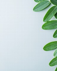 Poster - Vibrant green leaf resting on a white background emphasizing its natural form and intricate details