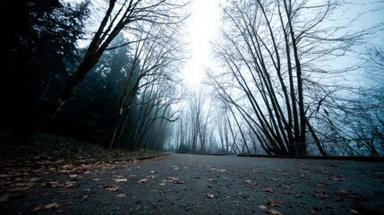 Poster - Sunlit silver moonlight filters through a misty woodland, illuminating a secluded trail bordered by bare trees, inviting tranquility and contemplation