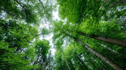 Poster - Sunlight streams through vibrant green leaves in a dense forest canopy, highlighting nature's beauty and ecological balance without any people present