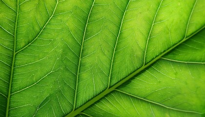  Green leaf background close up view. Nature foliage abstract of leave texture for showing 
