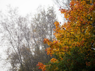 Wall Mural - a tree with bright orange and yellow leaves is the main focus of the image. moody fall or autumn sce