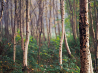 Wall Mural - birch tree in focus, forest in a mist out of focus. calm and relaxing nature scene. fog in a park. n