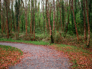 Wall Mural - a path through a forest with trees that are mostly green. the leaves on the trees are falling, and t