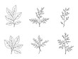 © VCT - Wild Ginger Leaf vector line art illustration