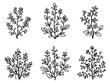 © VCT - Wild Indigo vector line art illustration