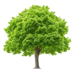 nature conservation and earth day concept. lush green tree with detailed foliage on a black backgrou