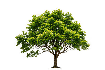 Oak Tree Isolated on White Background for Stock Photography