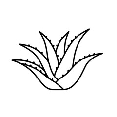 Poster - Aloe Vera Botanical Illustration: A detailed line art rendering of the Aloe Vera plant, showcasing its distinctive spiky leaves, providing a visual exploration of its botanical features.