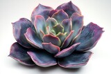A stunning Echeveria succulent, showcasing vibrant purple and blue hues, with intricate rosette formation.
