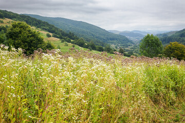 Wall Mural - mountainous countryside on a cloudy day. volovets district scenic view. landscape with rural hay fie