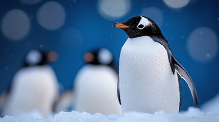 Fototapete -   A group of penguins standing together on a snow-covered ground with a blue sky in the backdrop