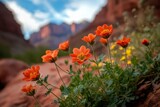 Vibrant orange wildflowers in a desert landscape