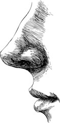 Aufkleber - Detailed line drawing of human nose and lips in black ink, elegant simplicity. Vector illustration