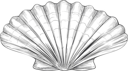 Aufkleber - Detailed line art of a scallop seashell with intricate patterns. Vector illustration