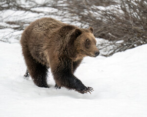 Wall Mural - grizzly (ursus arctos horribilis), 610 walking in snow in grand teton national park, north america