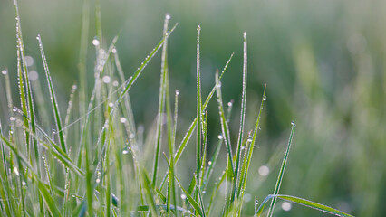 Aufkleber - grass is wet and the dew is still on it. The grass is green and the dew is sparkling