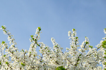 Aufkleber - tree with white flowers in full bloom against a blue sky. flowers are small and clustered together, creating a sense of abundance and beauty. sunlight falling on the tree and flowers adds warmth.