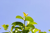 Fresh green leaves of garcinia cowa (Garcinia Cowa Roxb)