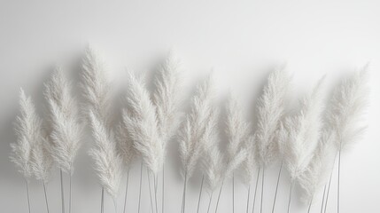 Poster - Elegant White Pampas Grass Minimalist Botanical Decor Soft Fluffy Natural Home Decor Neutral Colors Simple Light Background Modern Boho Chic Style Art