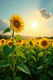 Tall sunflowers facing the sun in a green field, green, sun