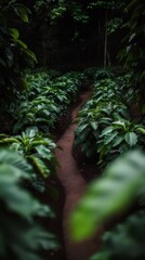 Aufkleber - 緑豊かな植物が生い茂る小道 雨上がりのしっとりとした森林風景 深い緑色の葉と暗い背景が印象的な自然の風景