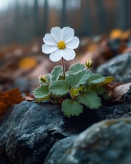 Poster - 白い花と緑の葉を持つ植物が岩の上に咲き背景の葉と柔らかな光の中で咲く自然な美しさ
