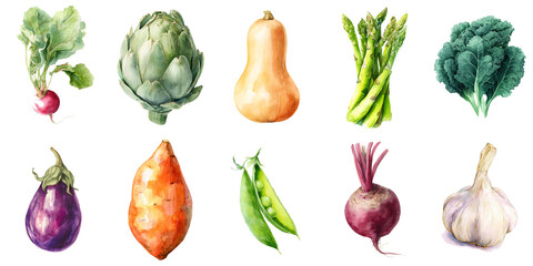 Poster - Colorful watercolor illustrations of fresh vegetables including radish, artichoke, squash, asparagus, kale, eggplant, sweet potato, peas, beetroot, and garlic, perfect for food design projects.