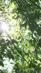 Wall Mural - vertical video, green leaves wind waving in sunlight. rich green foliage in sunny summer park. brigh