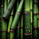 Verdant Bamboo Forest: A Close-Up of Water Droplets Adorning the Green Stalks in a Lush Botanical Display.