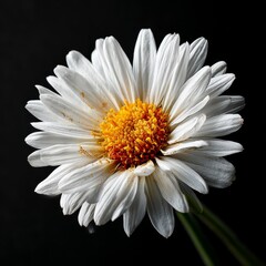 Poster - White Daisy Macro: A Stark Study in Contrasts, Spotlit Against a Deep Black Backdrop, Displaying Delicate Petal Detail.