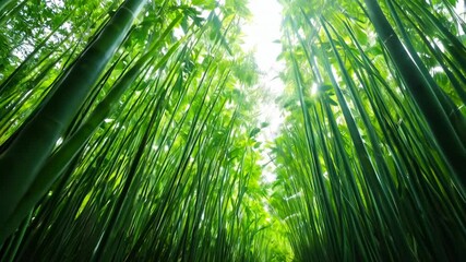 Canvas Print - Green bamboo forest in the morning light creates a serene background