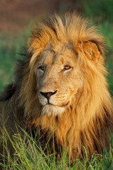 Wall Mural - portrait of a big male african lion (panthera leo), madikwe game reserve, south africa.