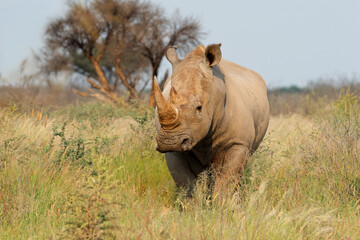 Wall Mural - an endangered white rhinoceros (ceratotherium simum) in natural habitat, south africa.