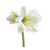 Elegant white amaryllis flower close up