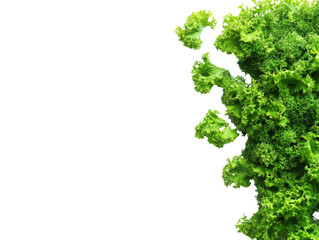 Aufkleber - Fresh green kale on isolated transparent surface, vibrant healthy eating concept, isolated element