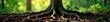 © ຈໍາປາ ຈໍາປາ - Tree roots spreading out from its base with earthy tone, earthy, trunk, tree roots