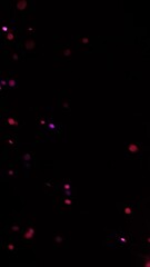 Aufkleber - A cosmic scene with scattered particles of bright red and purple on a deep black background. The soft glow creates a dreamy atmosphere, emphasizing depth. The arrangement of the balls creates the impr