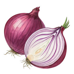 Poster - Red onion illustration showing whole onion and sliced half, revealing layered rings and vibrant purple skin. detailed depiction highlights vegetable texture and color, making it ideal for culinary