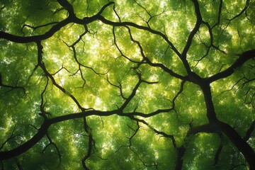 Poster - Looking up into a lush green canopy of trees, sunlight filtering through leaves and branches.