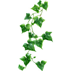 Aufkleber - Botanical elegance ivy vine cascading against the nothingness transparency for design
