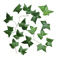 Poster - Botanical composition featuring vibrant green ivy leaves on a clean, isolated canvas