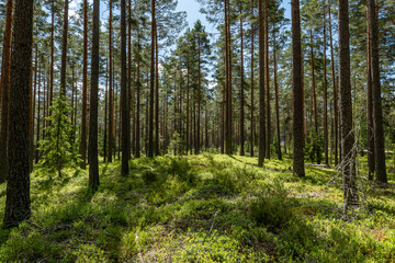  Landscape of pine tree forest in spring