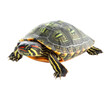 © jahanarabegum7973 - 'Red-eared!' 'Red-eared turtle on Png Format and Transparent Background