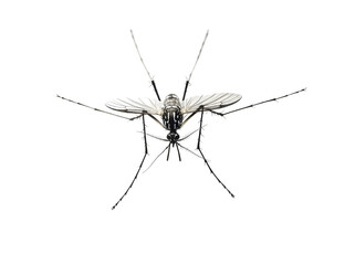 Sticker - Mosquito on Png Format and Transparent Background