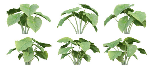 Wall Mural - colocasia gigantea plant on transparent background, 3d render illustration