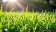 © Thi - close up shot of vibrant green grass blades glistening under bright sunlight, celebrating natural growth, freshness