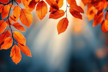 Poster - Golden sun rays filtering through fiery autumn leaves