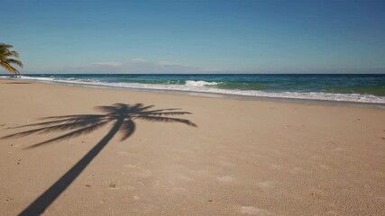 Poster - Soft sandy coastline bathed in warm sunlight, gentle waves lapping against shore while long palm tree shadow sways under blue tropical sky, creating serene seascape