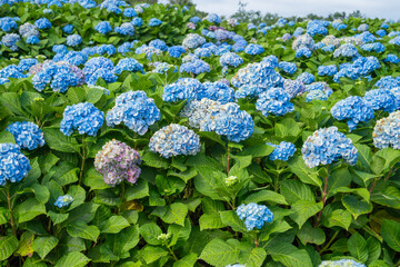 Wall Mural - natural landscape view of purple hydrangea flower (hydrangea macrophylla) in a garden.